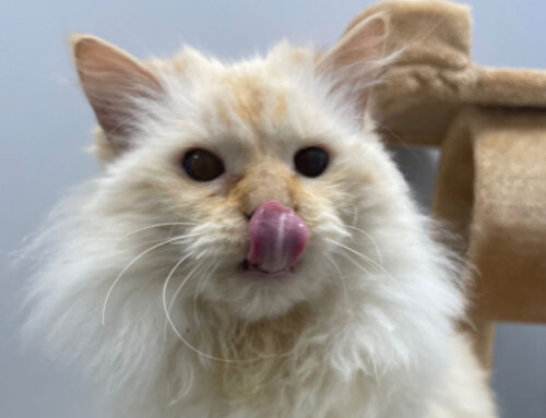 Feline Vaccination and Testing Guidelines