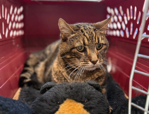 Kitten Care 101: Spay & Neutering