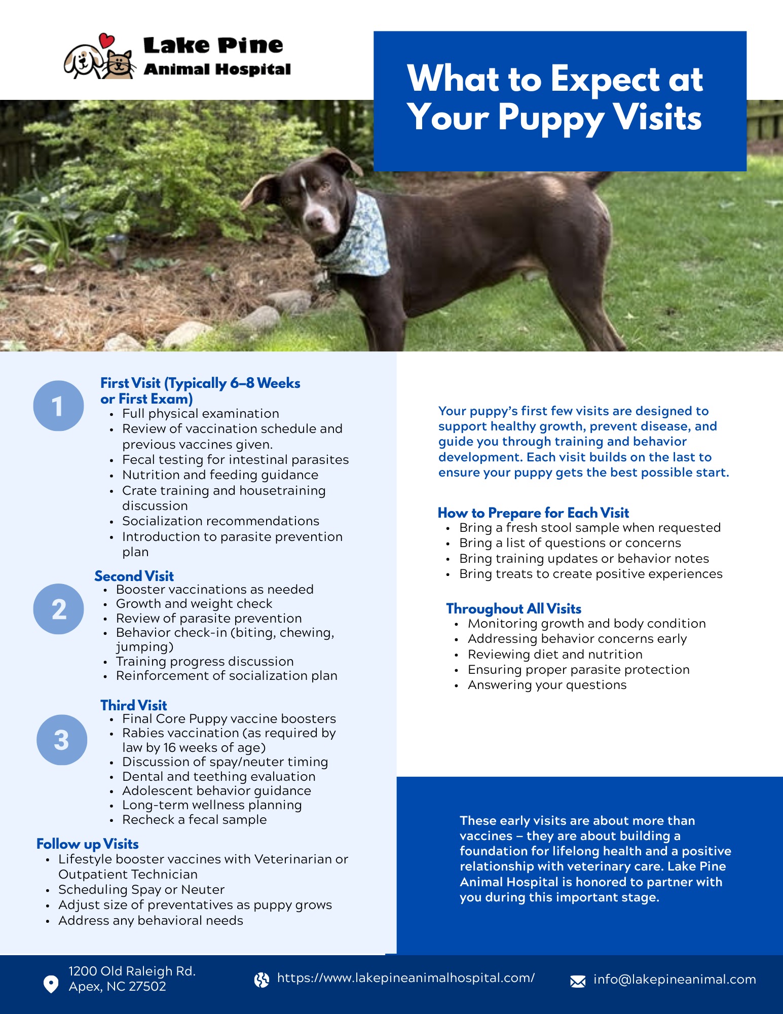 What to Expect at Puppy Vet Visits