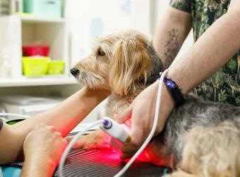 Healing with Light: A Deep Dive into Veterinary Laser Therapy